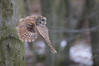 Pustik obecny - Strix aluco - Tawny Owl 4623